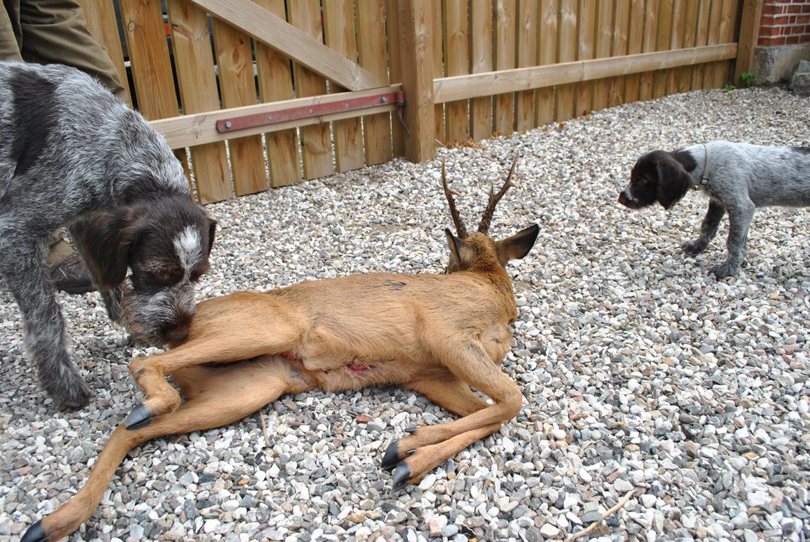 Ruhåret hønsehund Høbjerghus' A Lady (Plet) - 8 uger gammel, første buk, godt min mor Mika lige viser den ikke er farlig billede 8