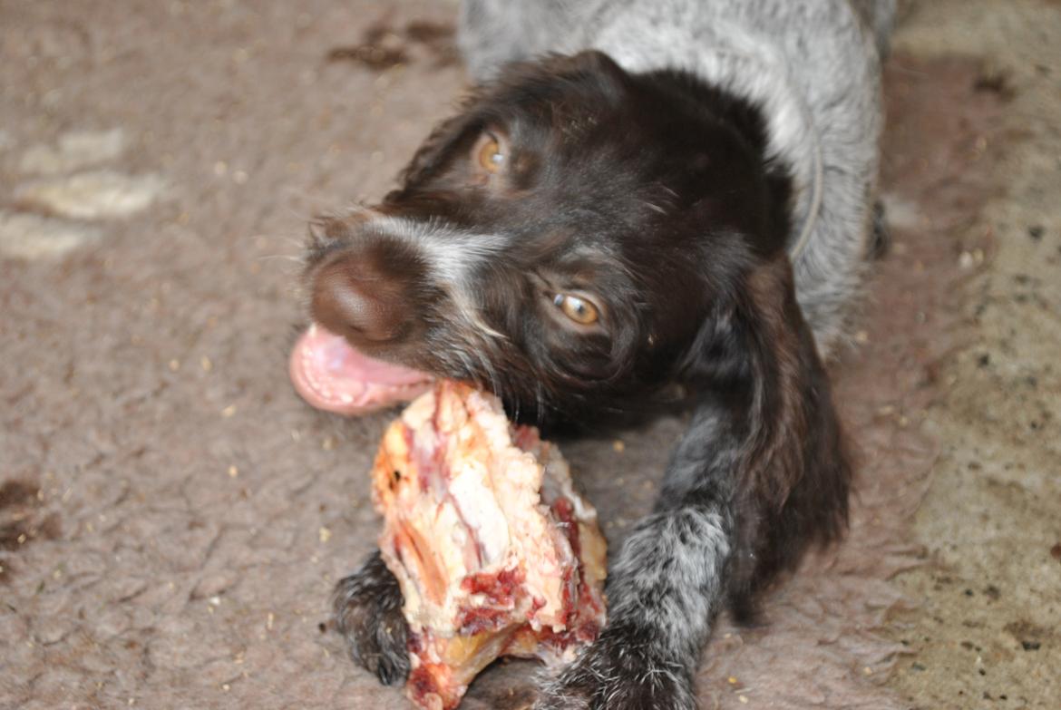 Ruhåret hønsehund Høbjerghus' A Lady (Plet) - 9 uger rå kødben ummmm billede 9