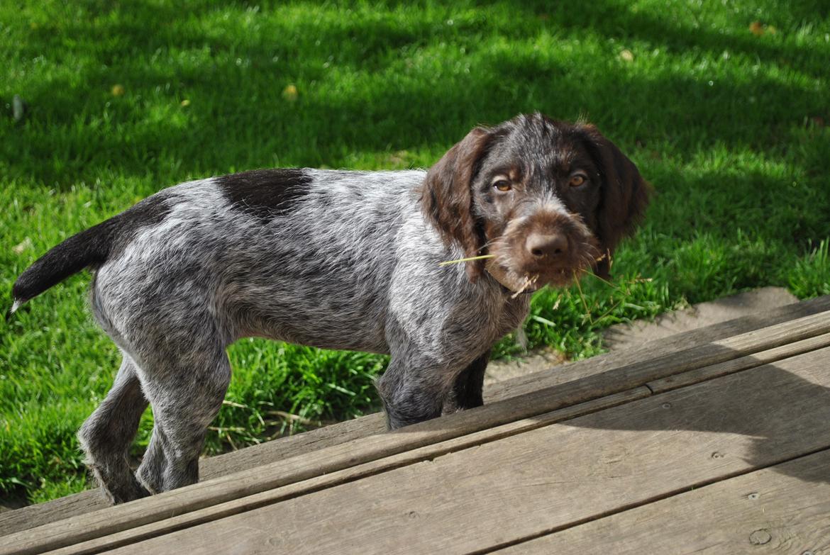 Ruhåret hønsehund Høbjerghus' A Lady (Plet) - 10 uger gammel billede 10