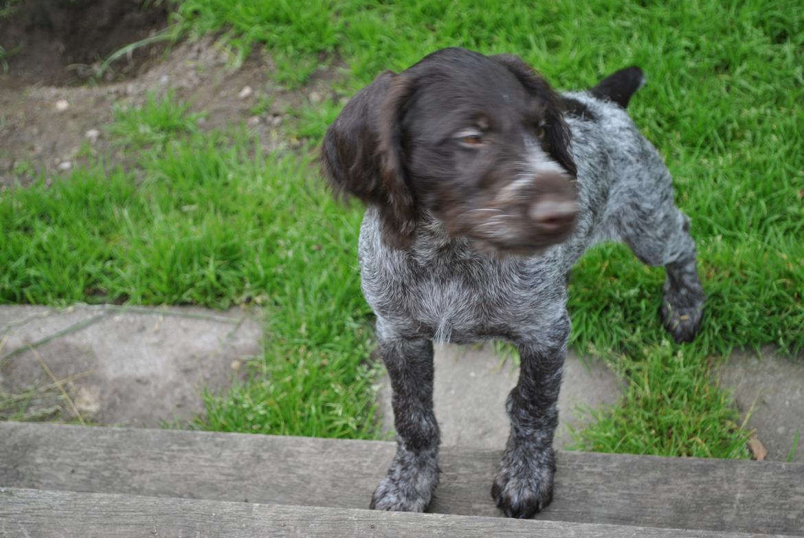 Ruhåret hønsehund Høbjerghus' A Lady (Plet) - 11 uger billede 11