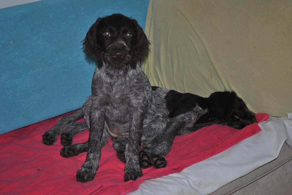 Ruhåret hønsehund Høbjerghus' A Lady (Plet) - 12 uger passer på min lille bror Alfredo billede 12