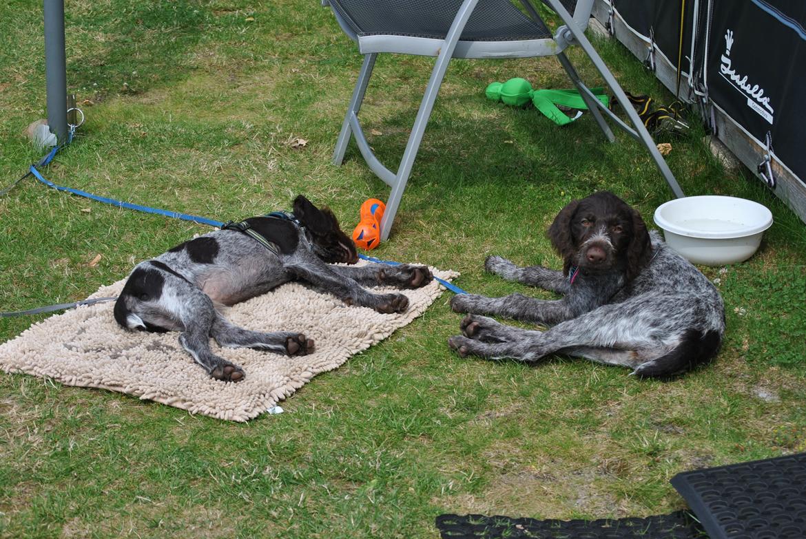 Ruhåret hønsehund Høbjerghus' A Lady (Plet) - 13 uger og på campingbesøg  billede 13