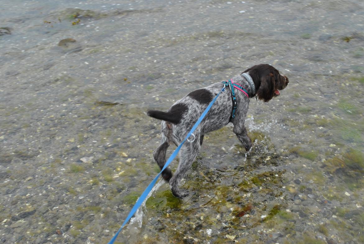 Ruhåret hønsehund Høbjerghus' A Lady (Plet) - 14 uger gammel ude og bade for første gang billede 14