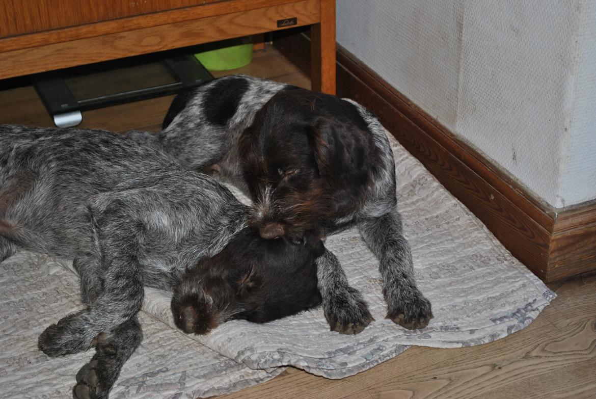 Ruhåret hønsehund Høbjerghus' A Lady (Plet) - 15 uger gammel bliver nusset af lillebror Alfredo billede 15