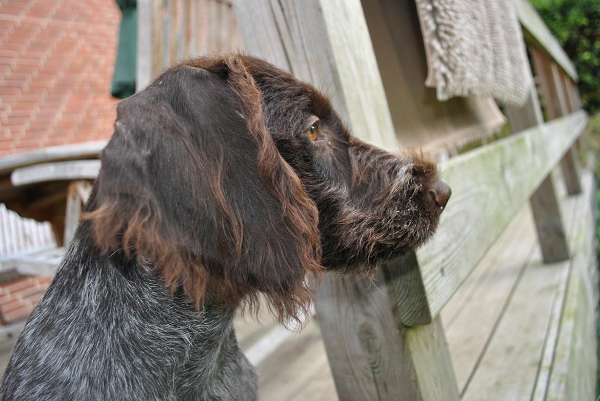 Ruhåret hønsehund Høbjerghus' A Lady (Plet) - 16 uger gammel, Alfredo er nu flyttet, så nu skal Plet lære at stå på egne ben billede 16