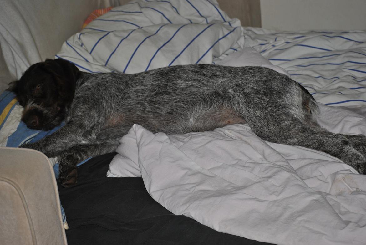 Ruhåret hønsehund Høbjerghus' A Lady (Plet) billede 17