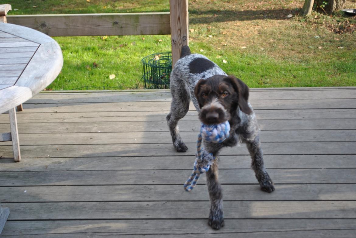 Ruhåret hønsehund Høbjerghus' A Lady (Plet) billede 19