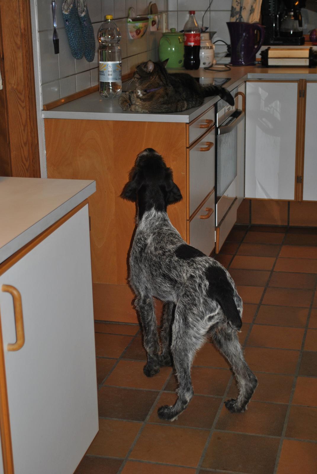 Ruhåret hønsehund Høbjerghus' A Lady (Plet) billede 20