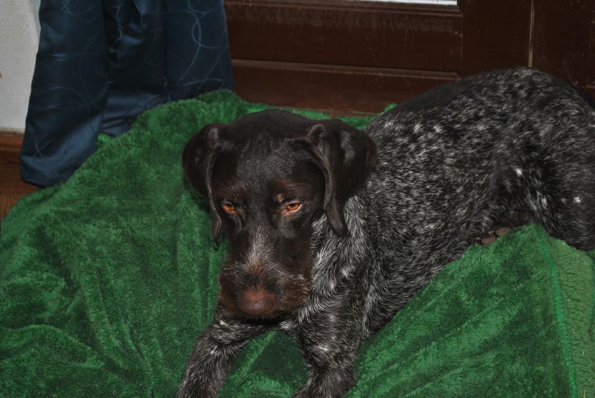 Ruhåret hønsehund Høbjerghus' A Lady (Plet) - trimmet for første gang billede 21