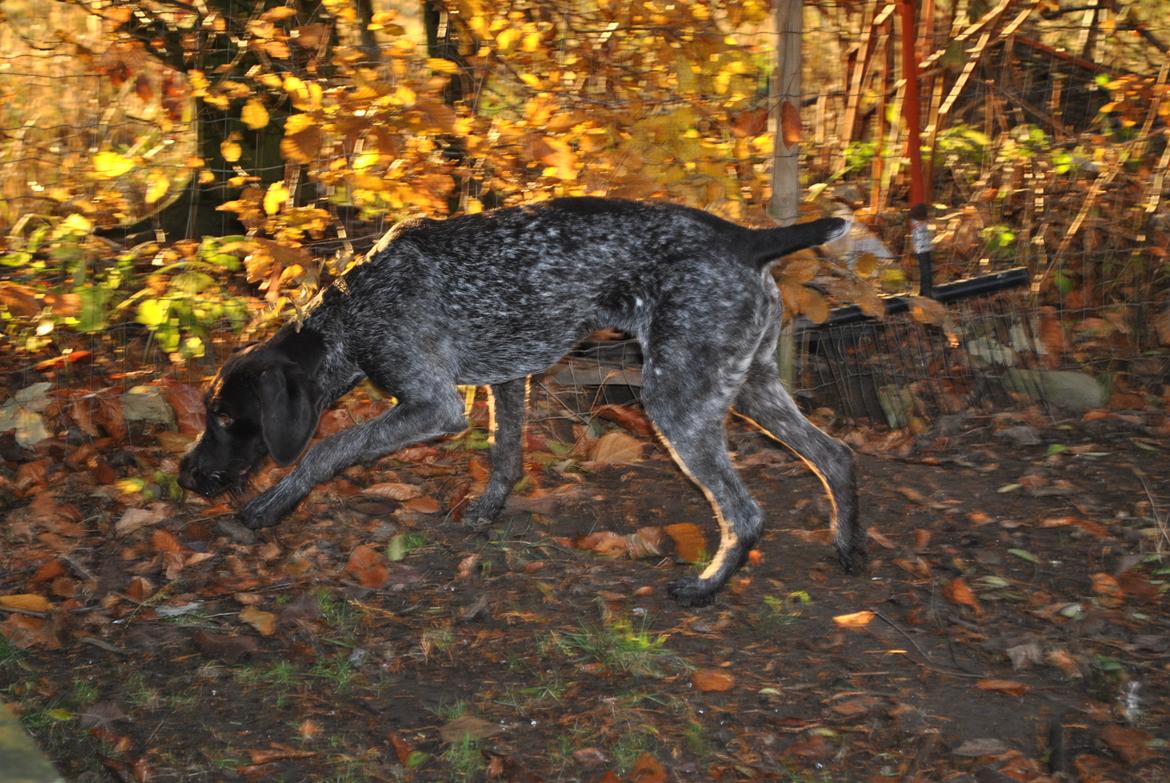 Ruhåret hønsehund Høbjerghus' A Lady (Plet) billede 22
