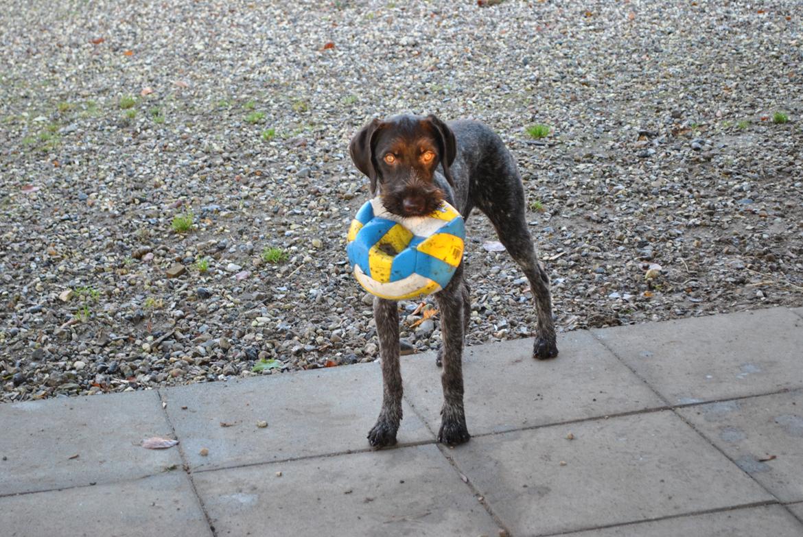 Ruhåret hønsehund Høbjerghus' A Lady (Plet) billede 23