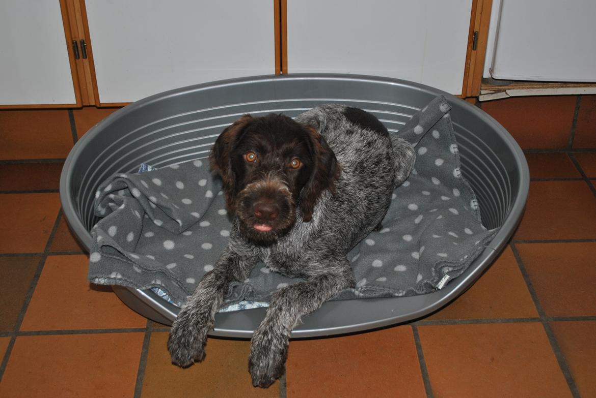 Ruhåret hønsehund Høbjerghus' A Lady (Plet) - nu med egen kurv og tæppe med pletter  billede 18