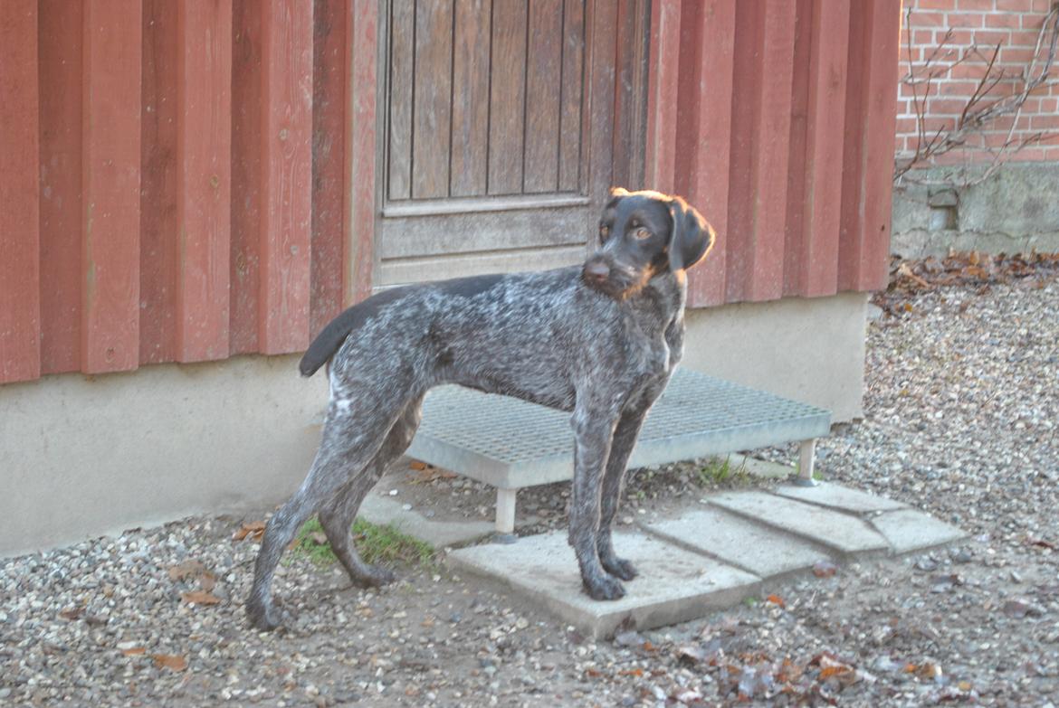 Ruhåret hønsehund Høbjerghus' A Lady (Plet) - ved at være en fin hund billede 24