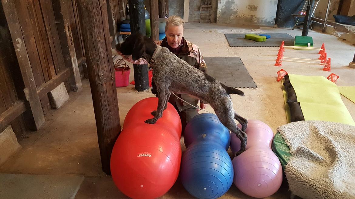 Ruhåret hønsehund Høbjerghus' A Lady (Plet) - til krops kontrol,  billede 25