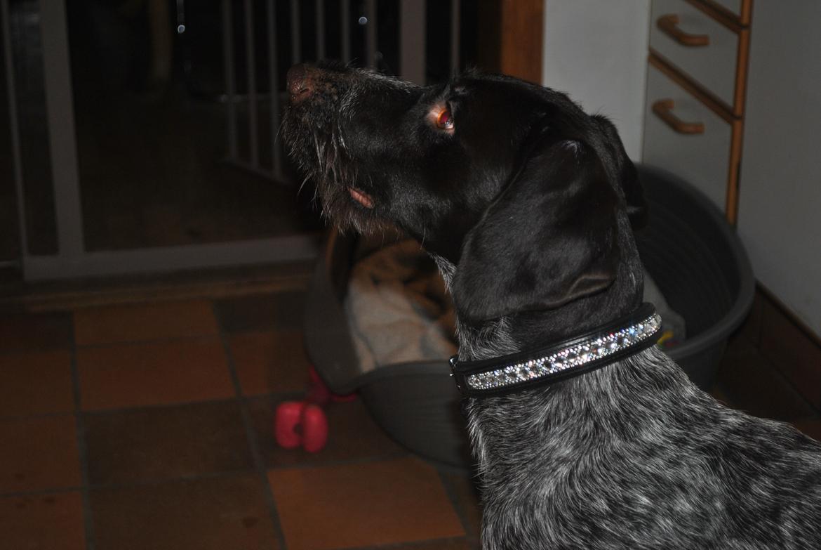Ruhåret hønsehund Høbjerghus' A Lady (Plet) - nu med bling-bling halsbånd billede 26