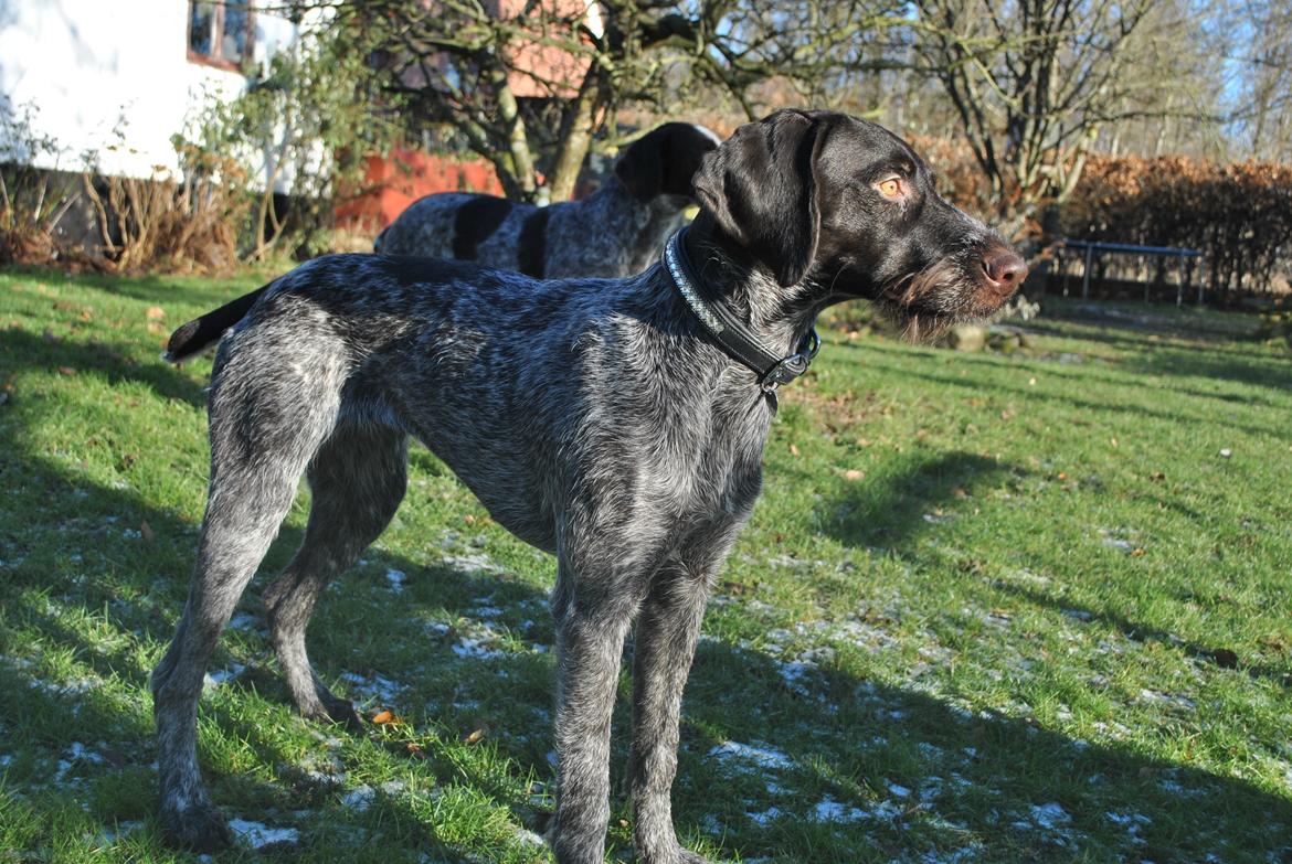 Ruhåret hønsehund Høbjerghus' A Lady (Plet) billede 27