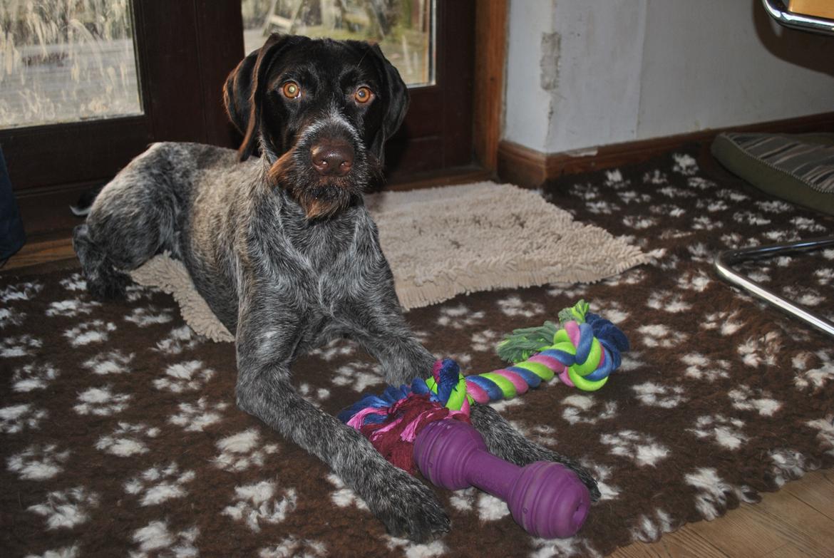 Ruhåret hønsehund Høbjerghus' A Lady (Plet) - nyt legtøj - man må aldrig gå ned på legetøj eller udstyr billede 28