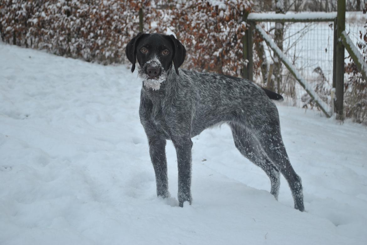 Ruhåret hønsehund Høbjerghus' A Lady (Plet) - sne for første gang i mit liv, det er sjovt  billede 29