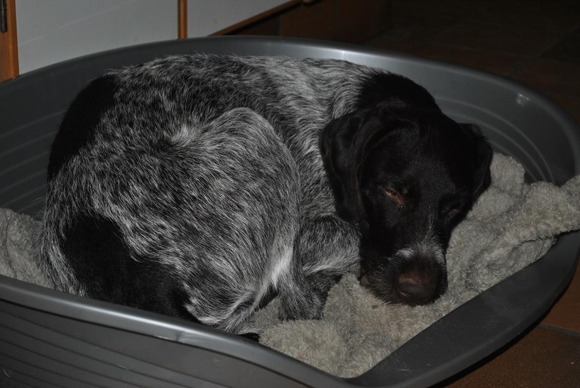 Ruhåret hønsehund Høbjerghus' A Lady (Plet) billede 30