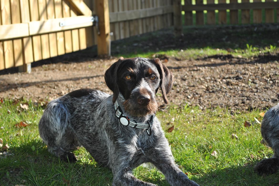 Ruhåret hønsehund Høbjerghus' A Lady (Plet) - endelig forår billede 31