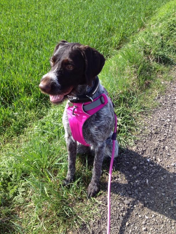 Ruhåret hønsehund Høbjerghus' A Lady (Plet) billede 32