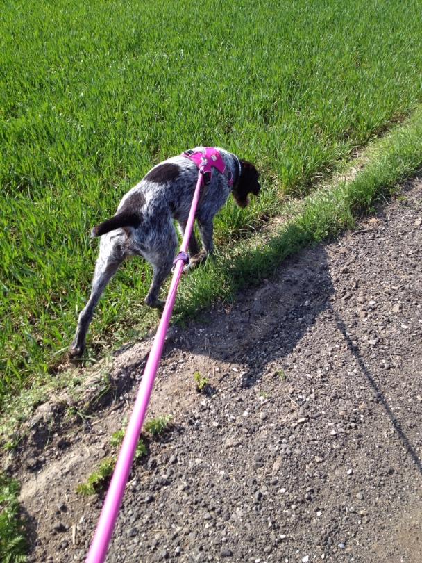 Ruhåret hønsehund Høbjerghus' A Lady (Plet) billede 33