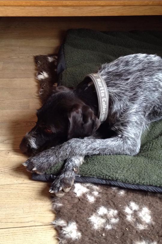 Ruhåret hønsehund Høbjerghus' A Lady (Plet) billede 34