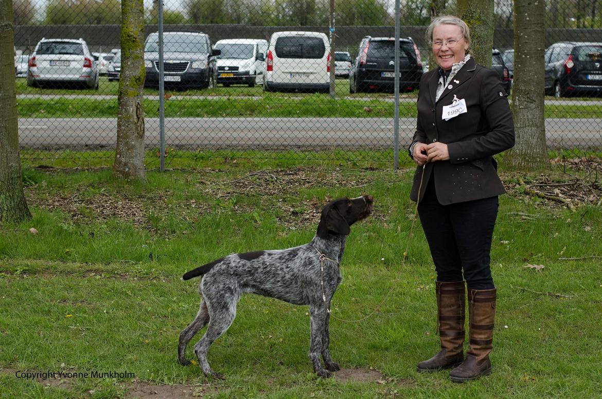 Ruhåret hønsehund Høbjerghus' A Lady (Plet) - udstilling i Roskilde april 2017 billede 36