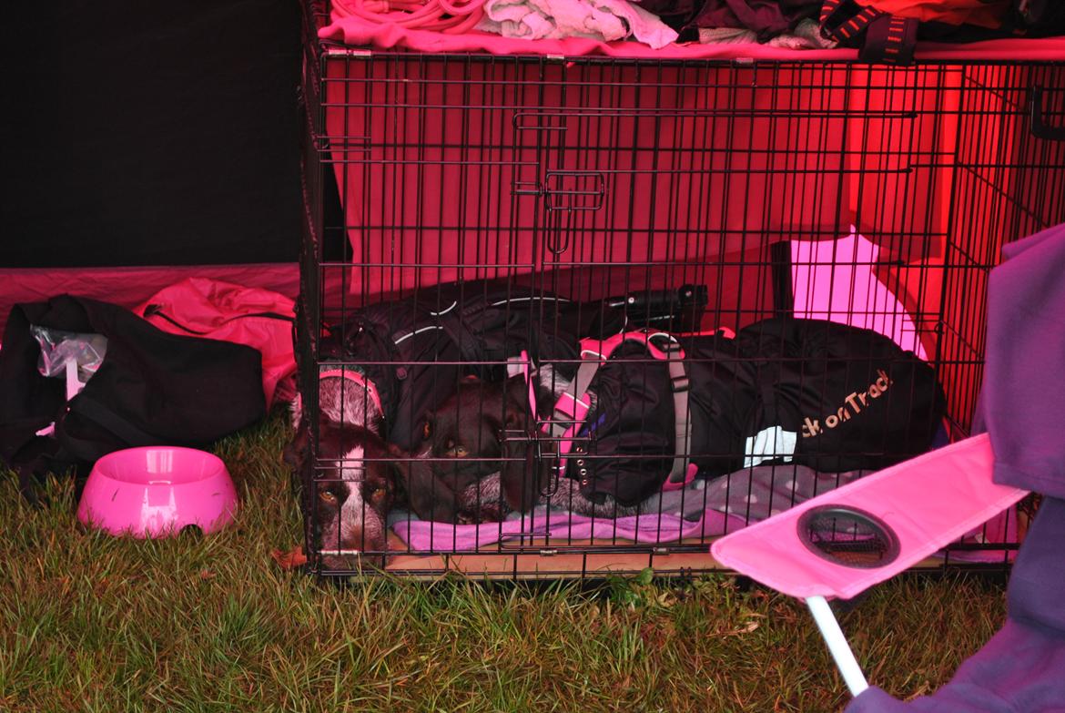 Ruhåret hønsehund Høbjerghus' A Lady (Plet) - Venter på vi skal udstilles,  billede 35