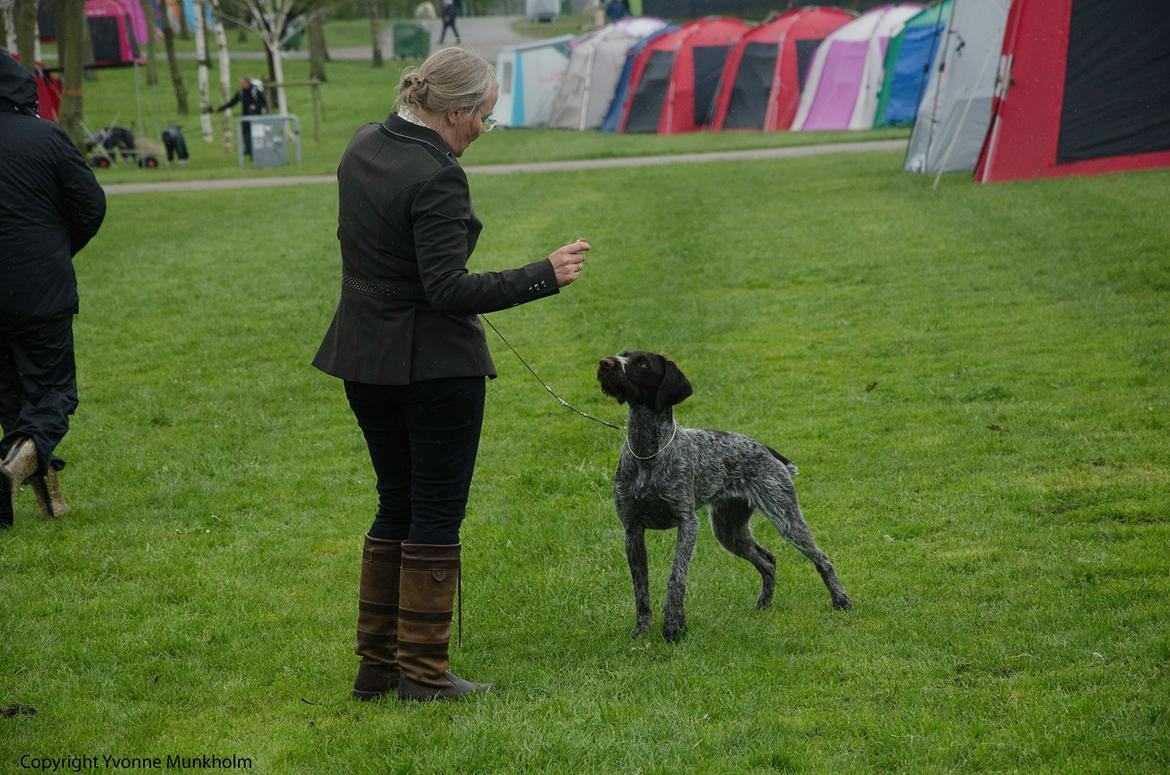Ruhåret hønsehund Høbjerghus' A Lady (Plet) billede 37