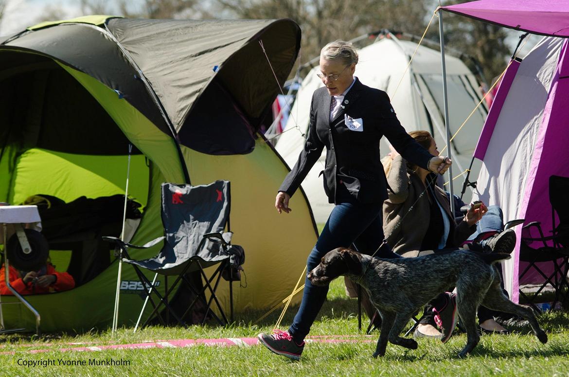 Ruhåret hønsehund Høbjerghus' A Lady (Plet) billede 38