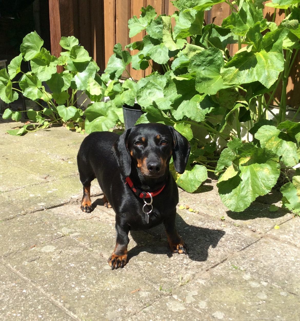 Gravhund Silje billede 31