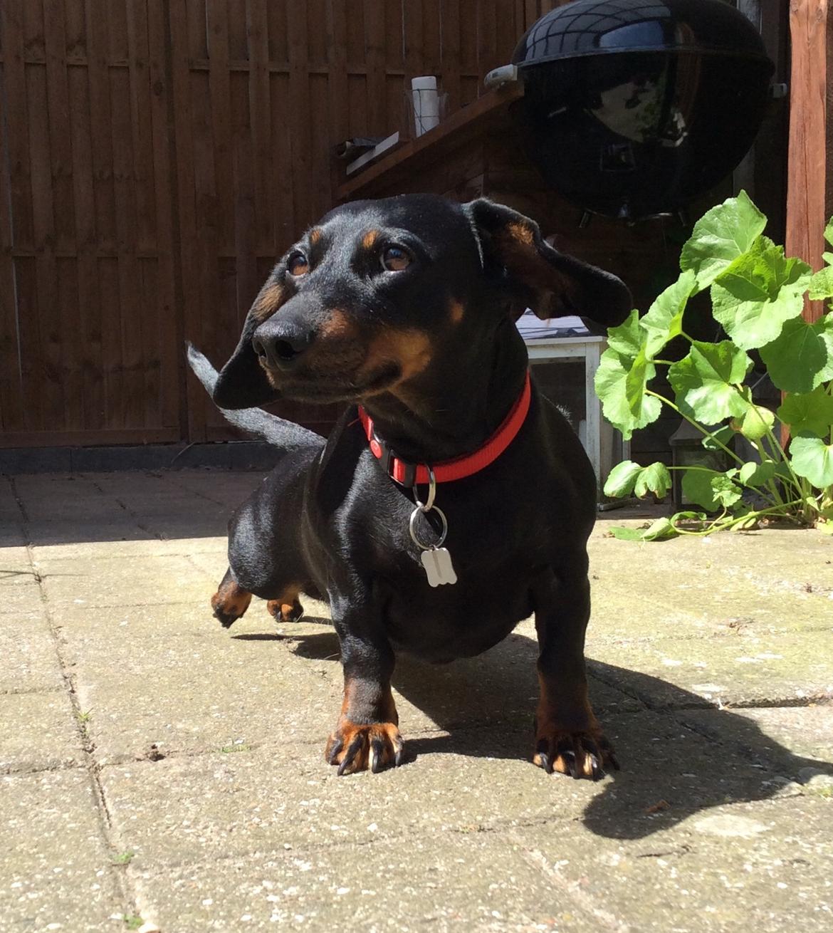 Gravhund Silje billede 30