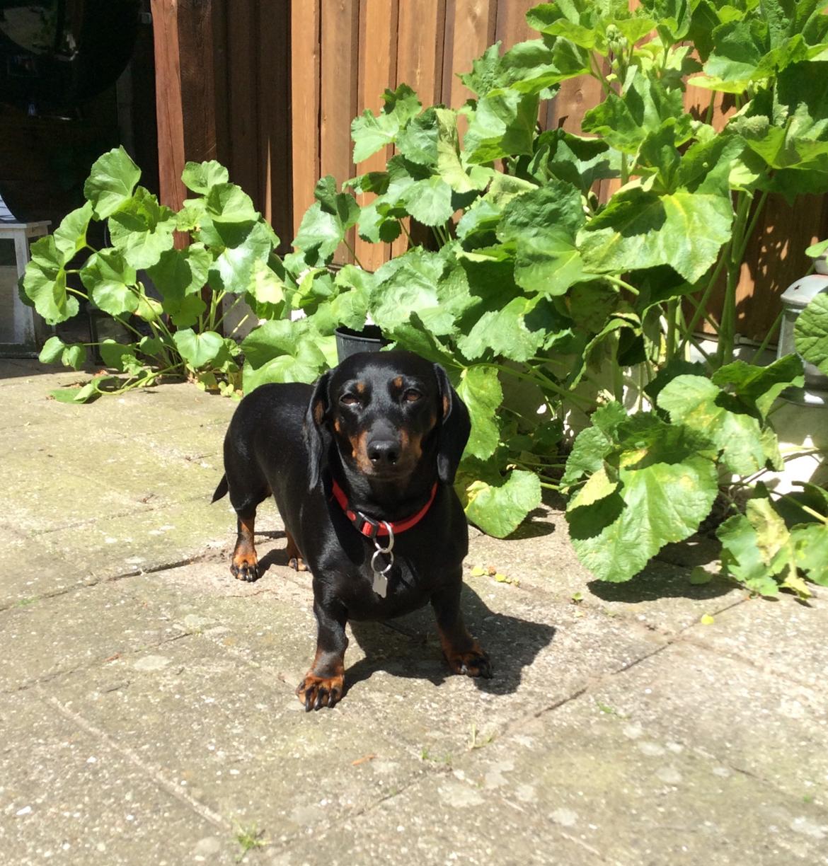 Gravhund Silje billede 32