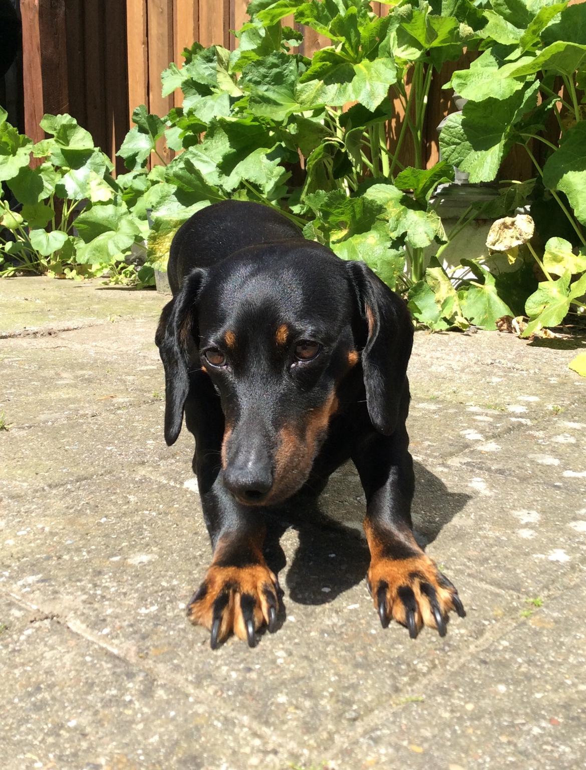 Gravhund Silje billede 34