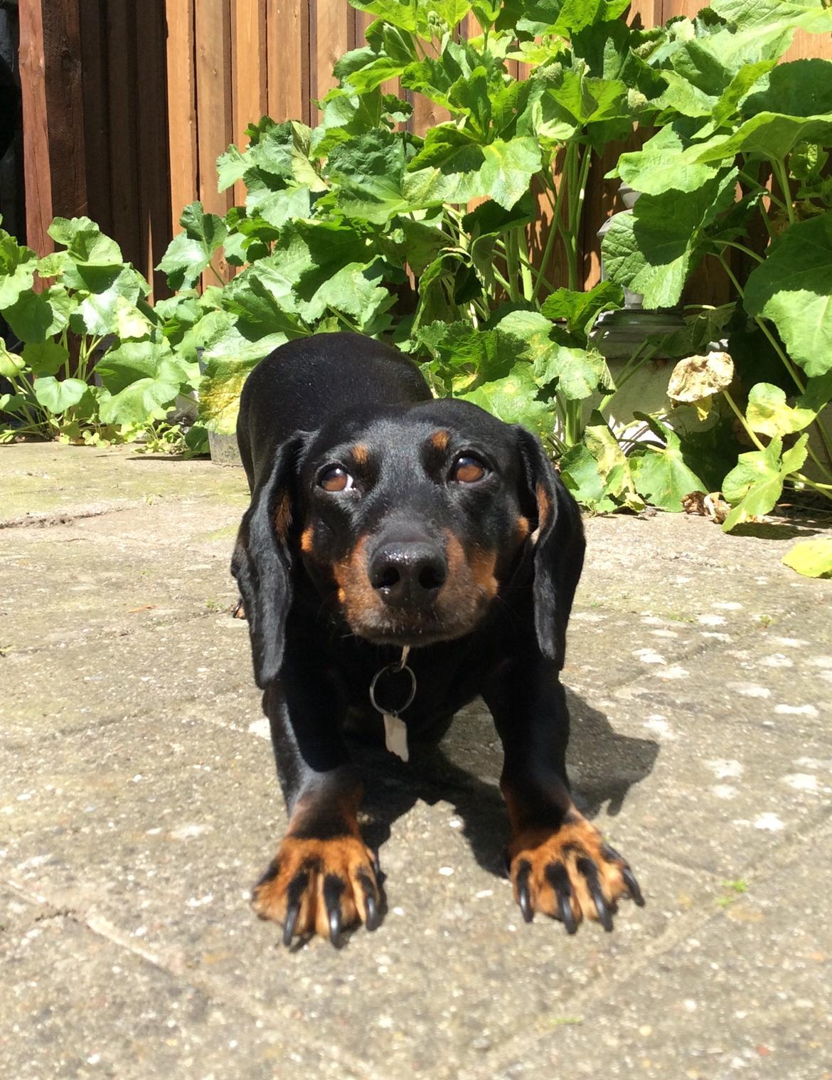 Gravhund Silje billede 33