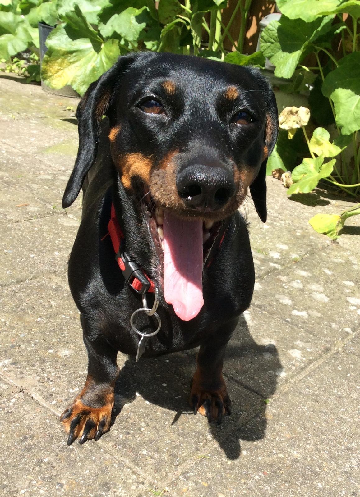 Gravhund Silje billede 35