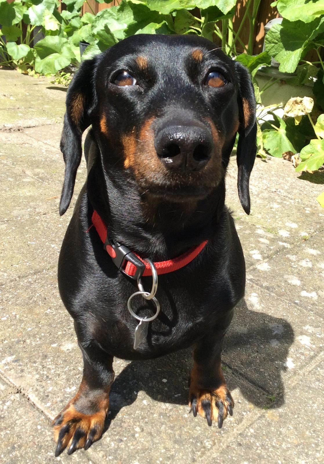 Gravhund Silje billede 37