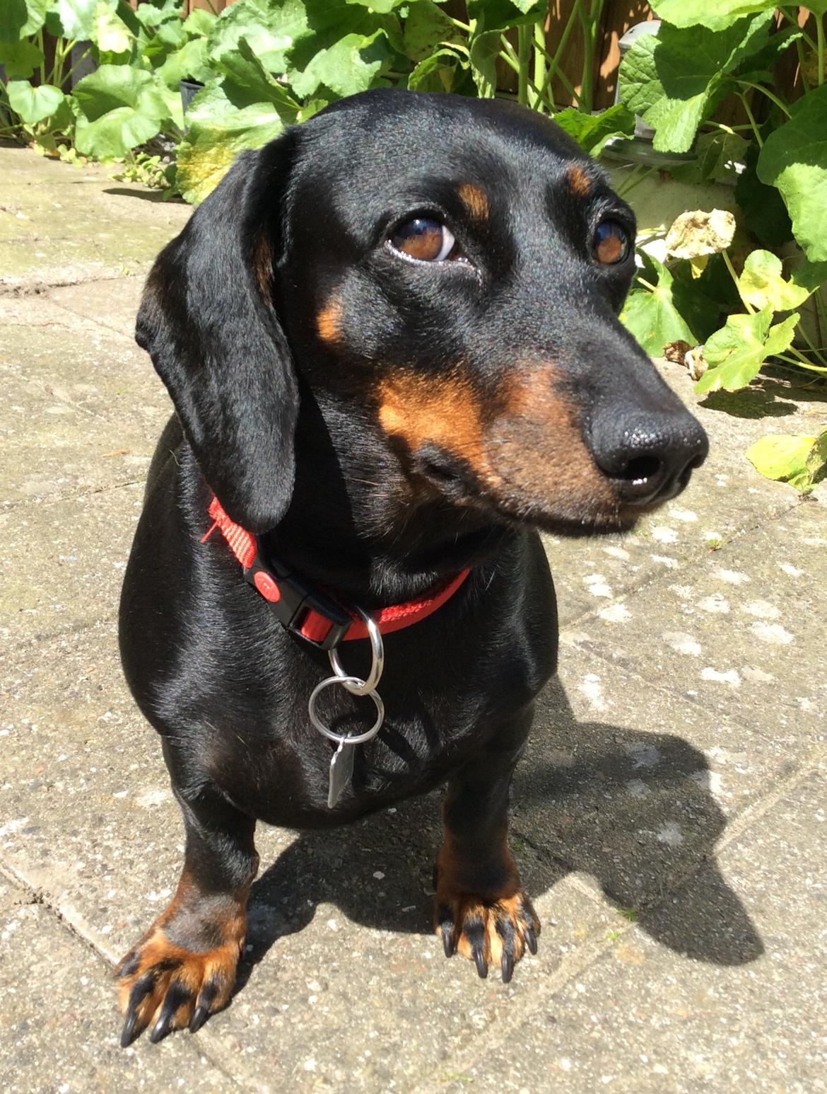 Gravhund Silje billede 36