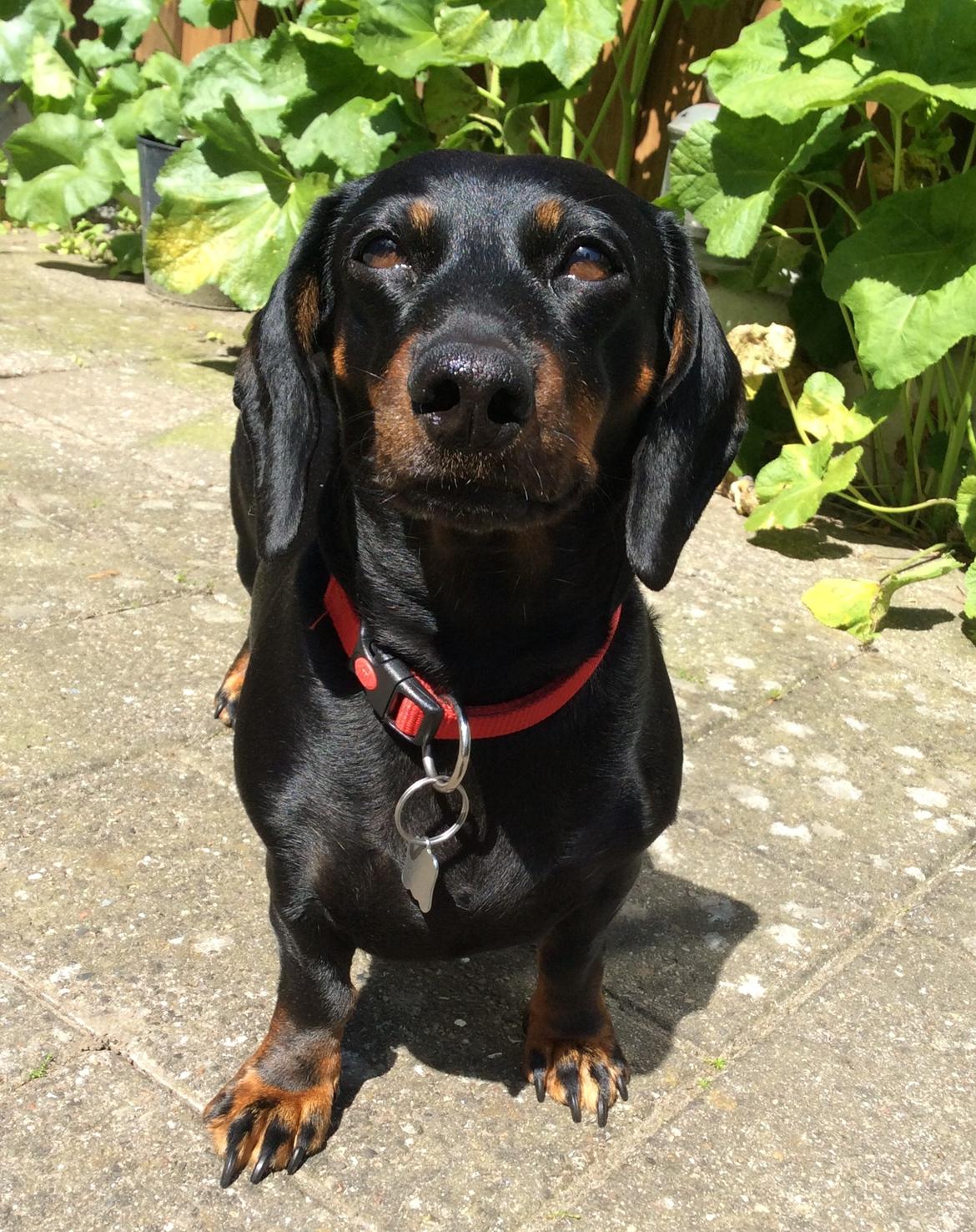 Gravhund Silje billede 38