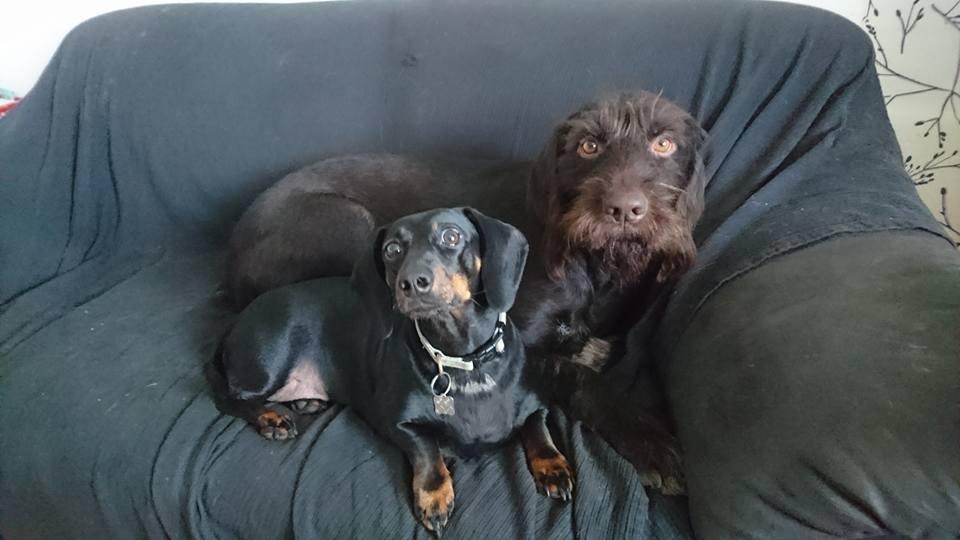 Gravhund Silje billede 39