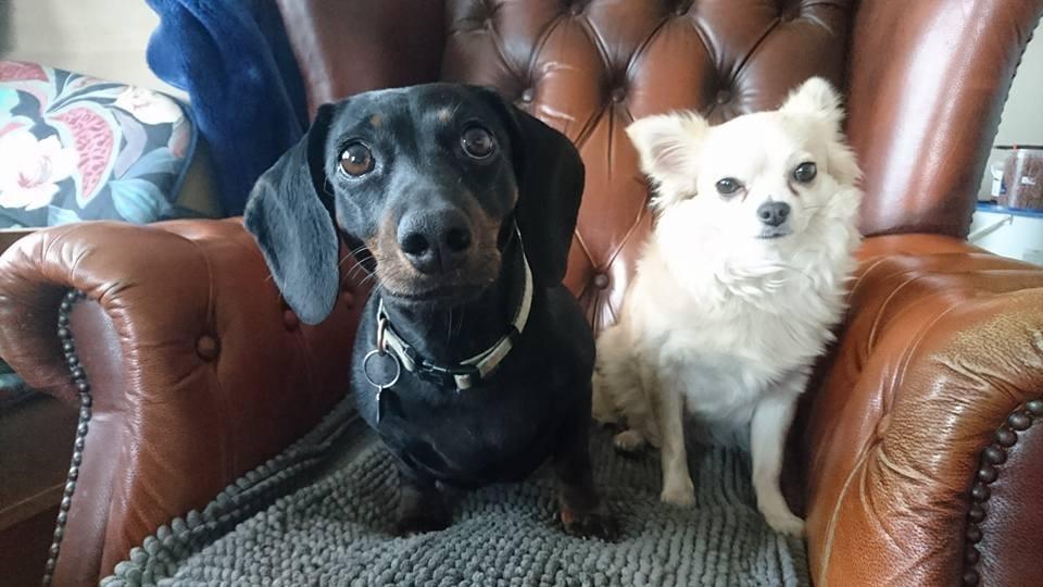 Gravhund Silje billede 40