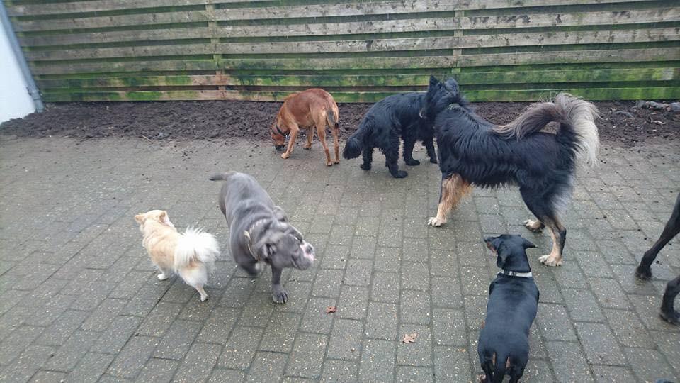 Gravhund Silje billede 41