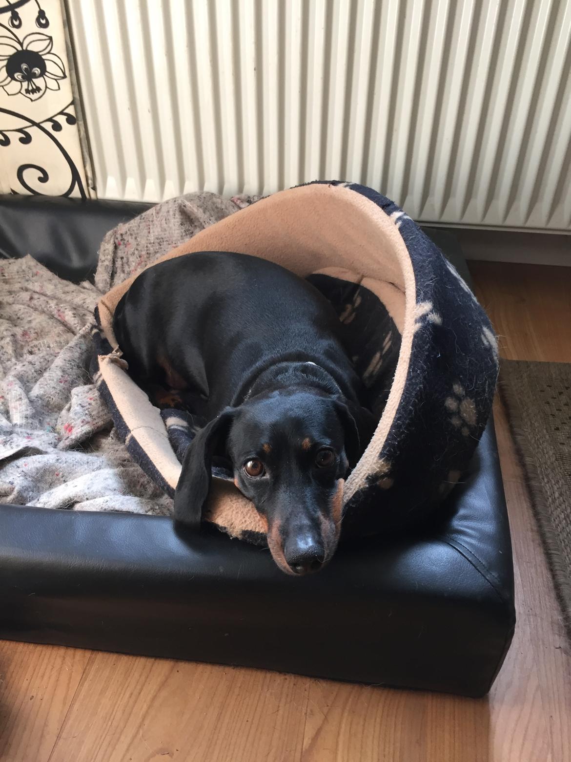 Gravhund Silje billede 42