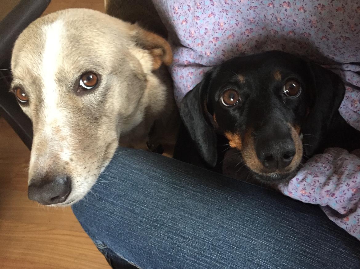 Gravhund Silje billede 43