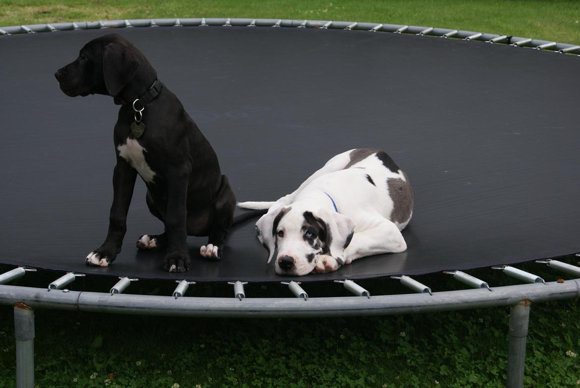 Grand danois Vincent billede 2