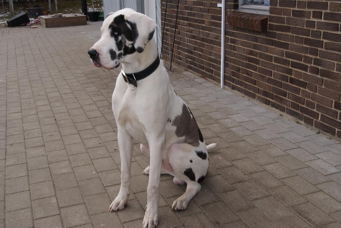 Grand danois Vincent billede 8