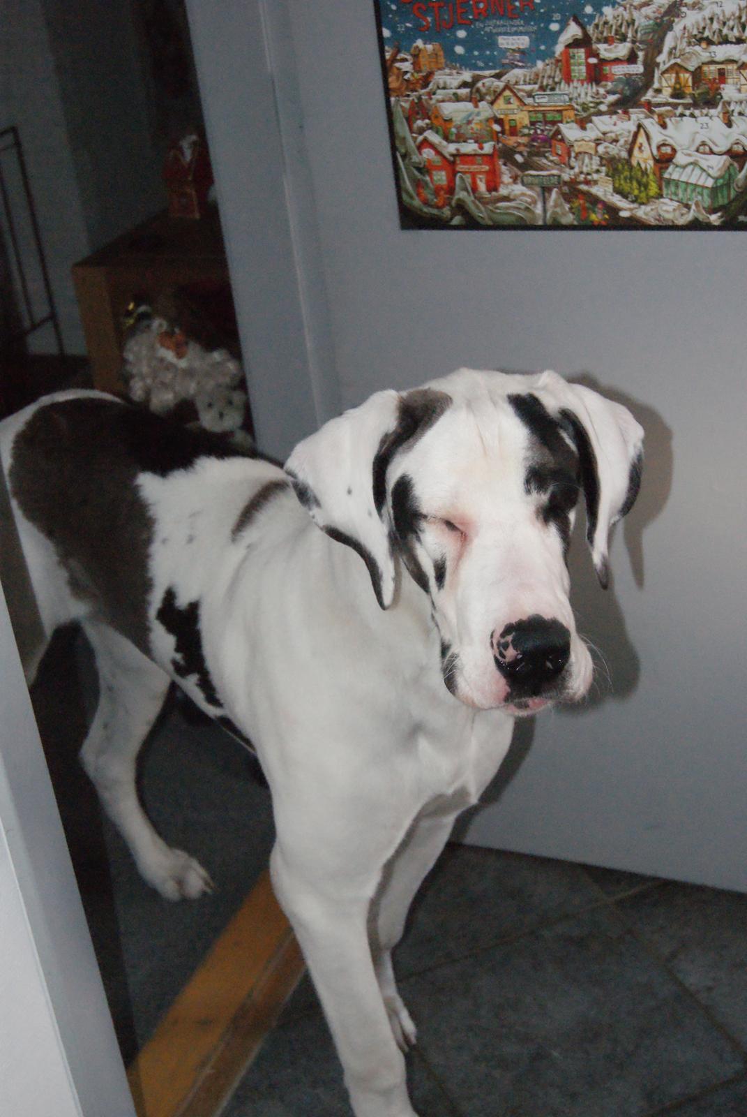 Grand danois Vincent billede 7