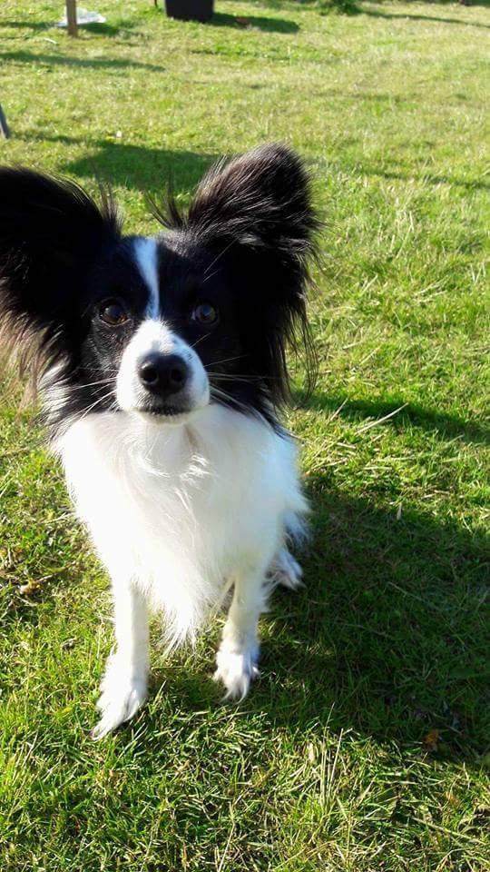 Papillon Bandit billede 1