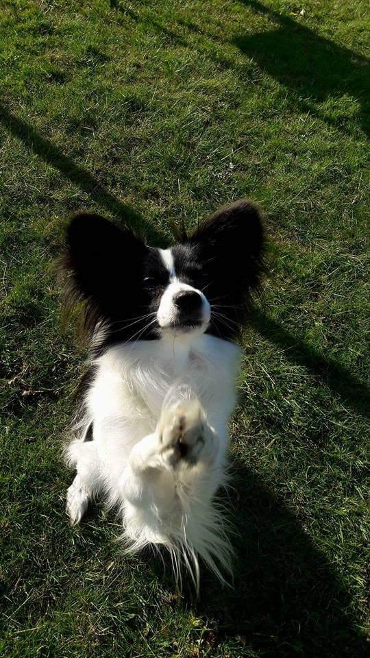 Papillon Bandit billede 2